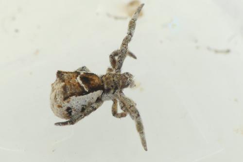 Hyptiotes sp.